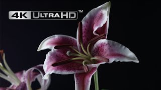 Blooming Flowers Time Lapse 4K  Perennial Lilies  Nature Hope [upl. by Kire615]