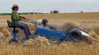 BCS 622 ReaperBinder  In action harvesting Wheat [upl. by Asert558]