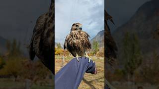 Lanner Falcon ❤️lannerfalcon [upl. by Anahcar176]