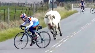 MOMENTOS ENGRAÇADOS DE VACAS ATACANDO CICLISTAS [upl. by Innavoij]