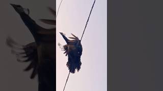 peahen original flying 🦘🦚viralpeahentrending youtubeshorts ytshorts viralvideo viralshorts [upl. by Christa]