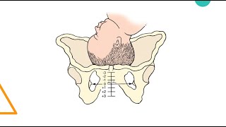 Obstetrics Labor and Delivery for EMS [upl. by Anaeco]