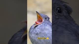 birds birdsounds wildlife nature animals shortvideo birdlist birdsoftheworld shorts [upl. by Hunger724]