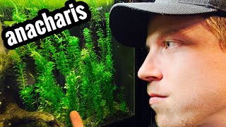 Anacharis Plant Care  Beginner Guide [upl. by Kendy]