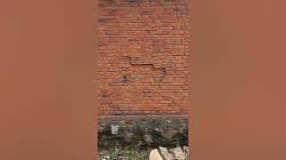 Real life snake game Snake slithers along wall [upl. by Terzas165]