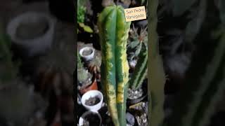 Trichocereus Pachanoi San Pedrocactus suculentaslovers [upl. by Aihsotan]