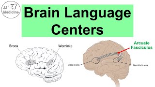 Brain Language Centers Broca’s Area Wernicke’s Area Angular Gyrus amp Arcuate Fasciculus [upl. by Ynatsyd]