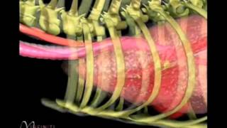 VetStems Tracheal Collapse Animation Edited [upl. by Kowatch]