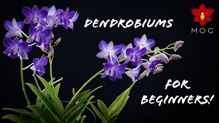 How to Care for Dendrobium Orchids  Phalaenopsis type amp Nobile  Orchid Care for Beginners [upl. by Jo-Ann538]