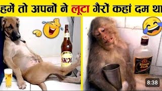 Janvaro ki bhasha part 2  Animal comedy video 😂  funny animalfunnyvideos viralvideo [upl. by Einnaj206]