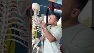 Best exercise for triceps long head exercise shorts [upl. by Nilram113]