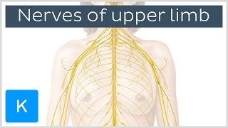 Main Nerves of the Upper Extremity preview  Human Anatomy  Kenhub [upl. by Farkas]