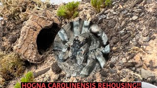 WOLF SPIDER REHOUSING Hogna carolinensis [upl. by Tebzil254]