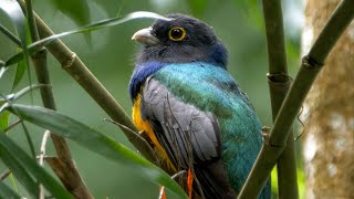 Gartered Trogon and its Call [upl. by Roti]