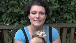 How to tame a ferret  wwwFerretWorldcom [upl. by Cis]