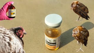 Use of Gentamicin Sulphate for Cold Stressed Chickens  GentaCombisone for Poultry Birds in Winter [upl. by Ahtnahc]