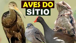 Muitas AVES CANTANDO no SÍTIO  URUTAU CORÓCORÓ ANUCOROCA ROLINHA TRINCAFERRO CANÁRIO [upl. by Terrej]