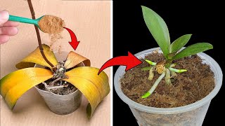 I have revived every rotten orchid using this simple method Great Garden [upl. by Ramah]