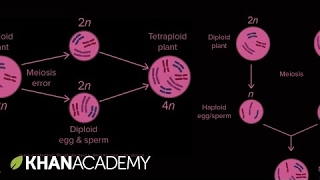 Allopatric and sympatric speciation  Biology  Khan Academy [upl. by Eutnoj136]