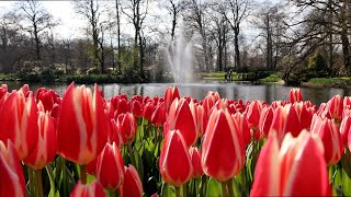 Keukenhof 2024  First Sunny day Colorful Tulips start to bloom under the sun  4K [upl. by Idissak90]