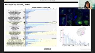 Center rhythm generator and central pain suppression circuits [upl. by Cleve]