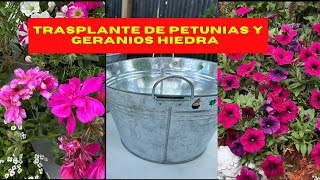 Plantando PETUNIAS y GERANIOS HIEDRA en MACETAS GALVANIZADAS [upl. by Small]