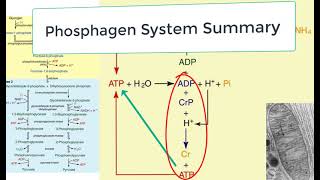 KINS 379 ATP and Phosphagen System Summary [upl. by Fesuoy]