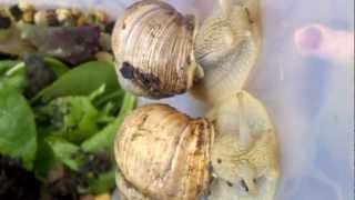 Helix Pomatia Roman Snails The Fairy Tale Snail [upl. by Juakn]