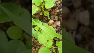 Acalypha indica shortsfeed shortvideo plants srlanka naturalbeauty garden short usa uk [upl. by Draude]