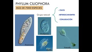 Phylum Ciliophora [upl. by Ralat]