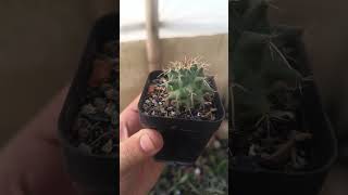 Mammillaria species cactus indoorplants garden plants latest [upl. by Amles807]