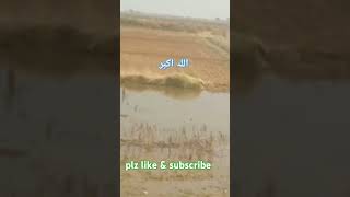 Amazing tilawat e Quran amp beautiful voice qurantilawathearttouchingvoice shortsfeed [upl. by Lekim]