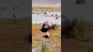 Hyena Teases a Hippo 😳😂 [upl. by Reginauld]