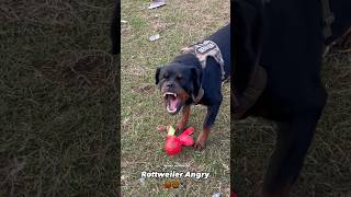 Rottweiler Angry dog rottweiler doglife shorts shortvideo viralvideo pets cutedog angrydog [upl. by Serafina]