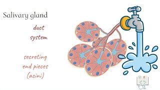 Salivary Glands structure [upl. by Tinor]