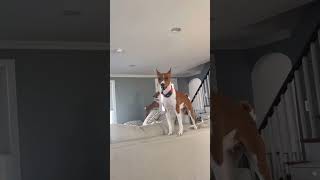 Basenji sounds  BASENJI YODEL  Basenji vs Husky Scream  Basenji Puppy Yodel [upl. by Eecyac601]