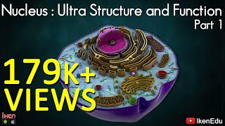 Nucleus Ultra structure and Function  Part 1  CBSE  ICSE  iKen  iKen Edu  iKen App [upl. by Chaker987]