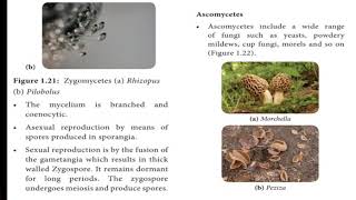 Ascomycetes amp basidiomycetes [upl. by Swigart]