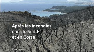 Les images après les incendies en PACA et en Corse [upl. by Ariem]