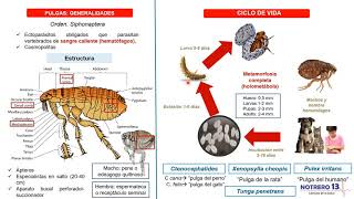 Pulgas Orden Siphonaptera [upl. by Anirtap]