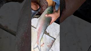 Famous Mawa Ghat ilish Recipe shorts streetfood asmr cooking [upl. by Adnohrahs571]