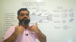 Osteicthyes Urdu Hindi medium profmasoodfuzail Bony Fish Types of Scales of Fish  Fins [upl. by Salina]