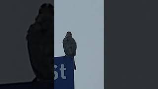 Whitecrowned Sparrow sings to mate in distance Cresent City CA [upl. by Kenway]