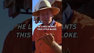 Could Steve Grahame be the next Steve Irwin outbacktruckers truckshow truckerlife australia [upl. by Pietra]