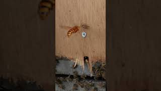 Japanese Honeybees Intimidate Yellow Hornet But One Bee is Caught [upl. by Jaddan]