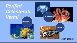 Regno degli animali  Poriferi Celenterati e Vermi [upl. by Aihseken23]