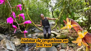 HABITAT DE ORQUIDEAS EN LOS RIOS [upl. by Assirolc]