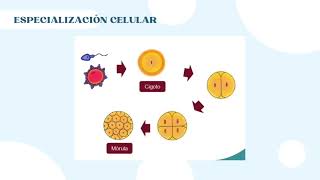 Mecanismo de regulación metabolica [upl. by Drexler851]