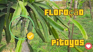 PITAYAS  FLORAÇAO [upl. by Toomin]