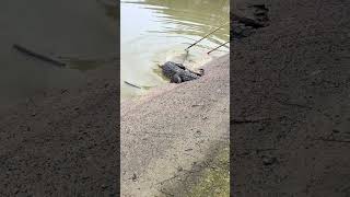 Crocodile training 😁 trending satisfafying funnyanimal viralvideo crocodile fyp [upl. by Nilkcaj]